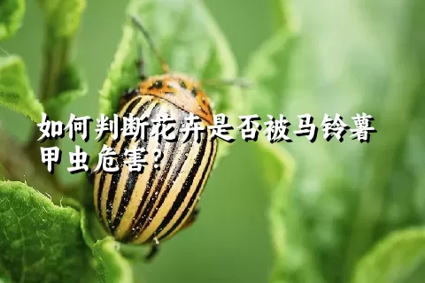 如何判断花卉是否被马铃薯甲虫危害？