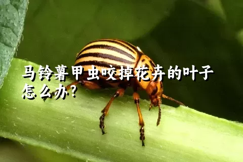 马铃薯甲虫咬掉花卉的叶子怎么办？