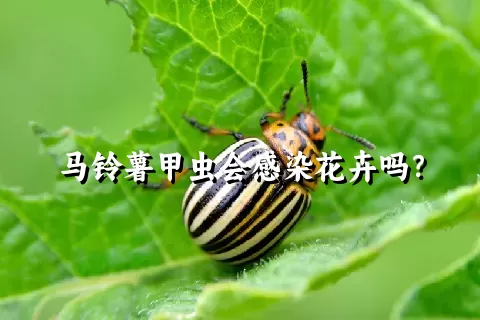 马铃薯甲虫会感染花卉吗？