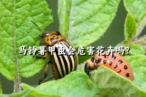 马铃薯甲虫会危害花卉吗？