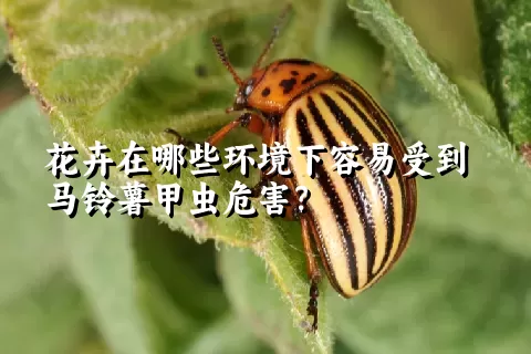 花卉在哪些环境下容易受到马铃薯甲虫危害？