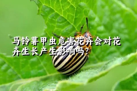 马铃薯甲虫危害花卉会对花卉生长产生影响吗？