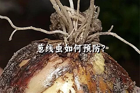 葱线虫如何预防？