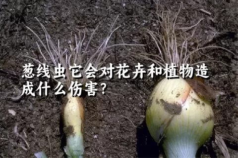 葱线虫它会对花卉和植物造成什么伤害？