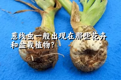 葱线虫一般出现在那些花卉和盆栽植物？