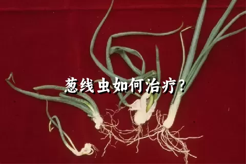 葱线虫如何治疗？