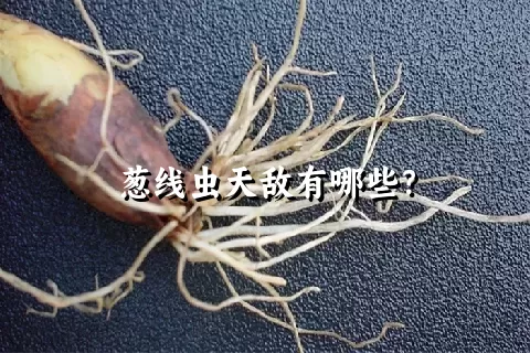 葱线虫天敌有哪些？