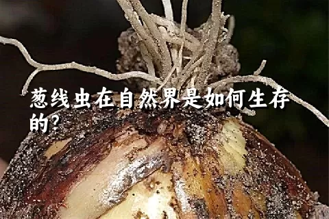 葱线虫在自然界是如何生存的？