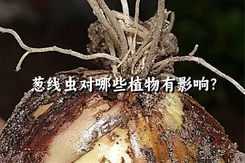 葱线虫对哪些植物有影响？