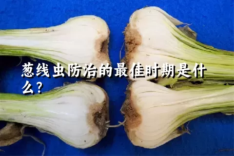 葱线虫防治的最佳时期是什么？