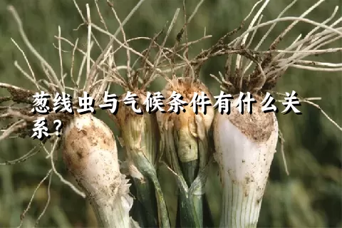 葱线虫与气候条件有什么关系？