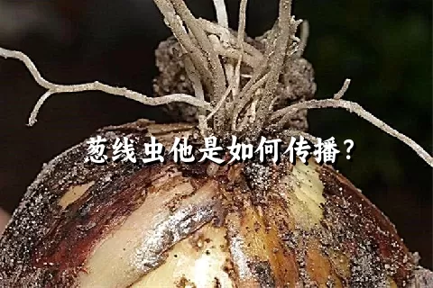 葱线虫他是如何传播？