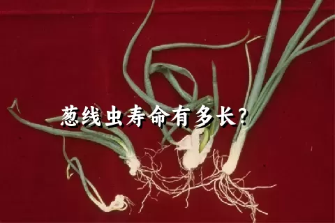 葱线虫寿命有多长？    