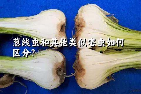 葱线虫和其他类似害虫如何区分？