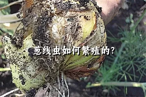 葱线虫如何繁殖的？