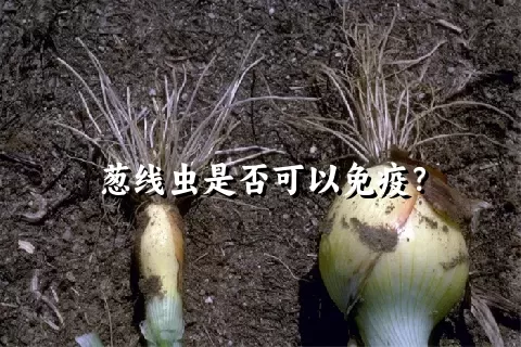 葱线虫是否可以免疫？