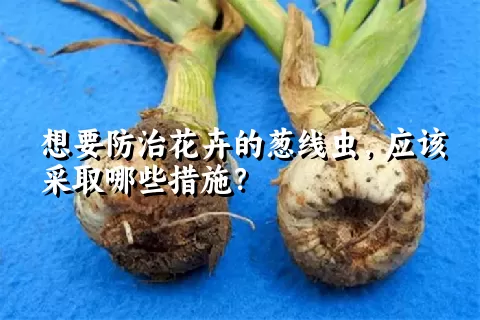 想要防治花卉的葱线虫，应该采取哪些措施？