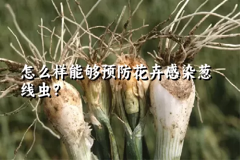 怎么样能够预防花卉感染葱线虫？