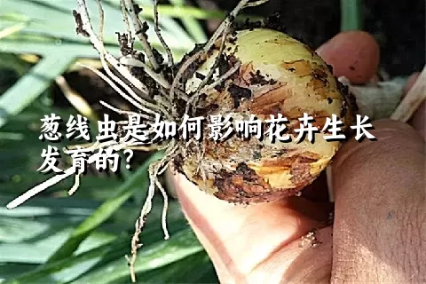 葱线虫是如何影响花卉生长发育的？