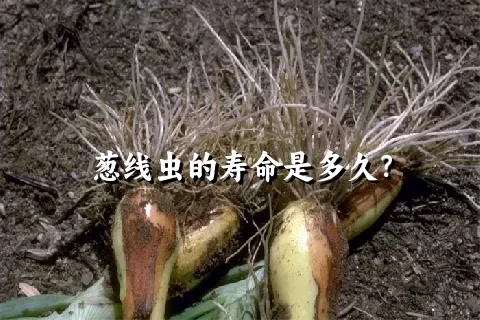 葱线虫的寿命是多久？