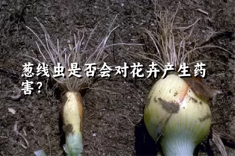 葱线虫是否会对花卉产生药害？