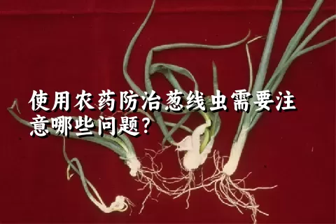 使用农药防治葱线虫需要注意哪些问题？