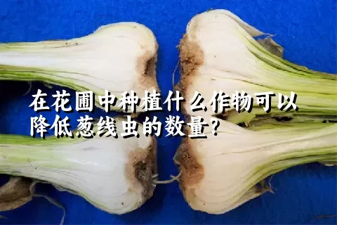 在花圃中种植什么作物可以降低葱线虫的数量？