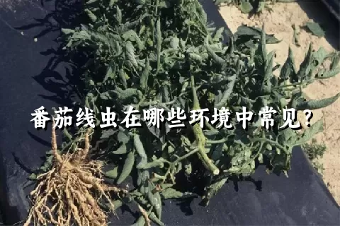 番茄线虫在哪些环境中常见？