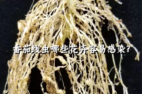 番茄线虫哪些花卉容易感染？