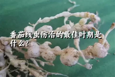 番茄线虫防治的最佳时期是什么？