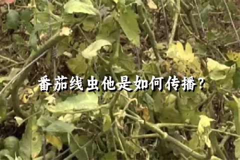 番茄线虫他是如何传播？