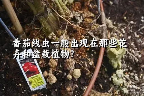 番茄线虫一般出现在那些花卉和盆栽植物？