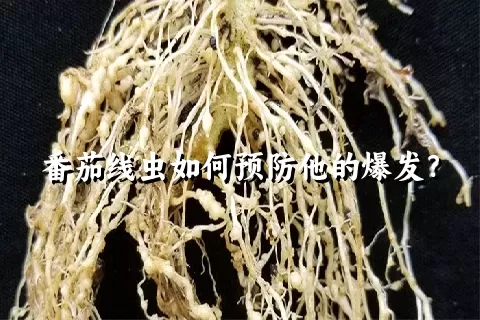 番茄线虫如何预防他的爆发？