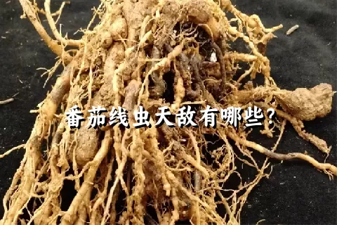 番茄线虫天敌有哪些？