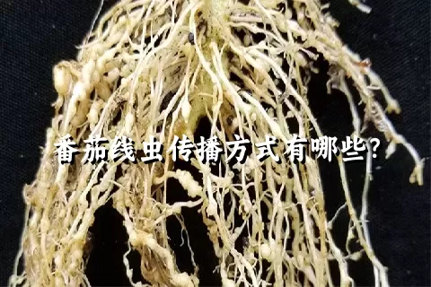 番茄线虫传播方式有哪些？