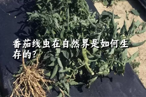 番茄线虫在自然界是如何生存的？