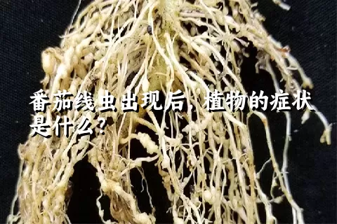 番茄线虫出现后，植物的症状是什么？