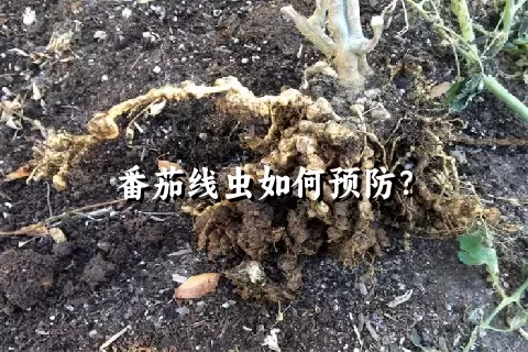 番茄线虫如何预防？