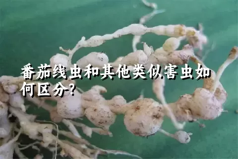 番茄线虫和其他类似害虫如何区分？