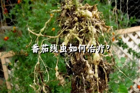 番茄线虫如何治疗？