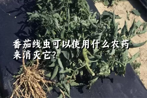 番茄线虫可以使用什么农药来消灭它？