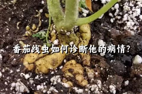 番茄线虫如何诊断他的病情？