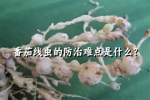 番茄线虫的防治难点是什么？