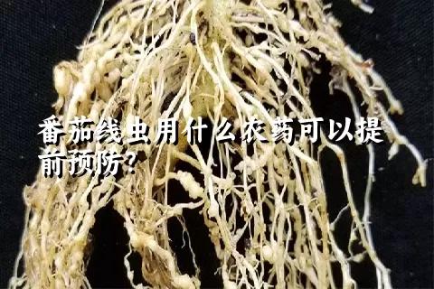 番茄线虫用什么农药可以提前预防？