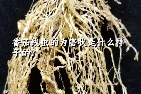 番茄线虫的为害状是什么样子的？