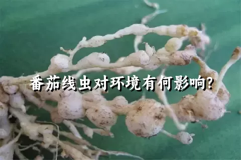 番茄线虫对环境有何影响？