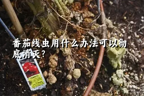 番茄线虫用什么办法可以彻底消灭？