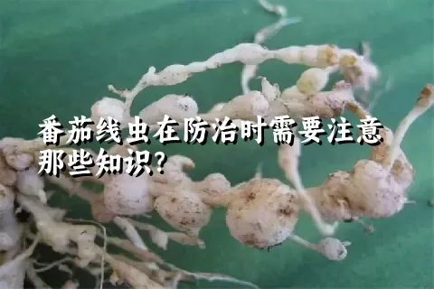 番茄线虫在防治时需要注意那些知识？