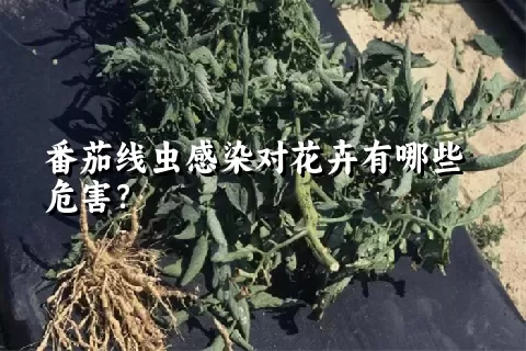 番茄线虫感染对花卉有哪些危害？