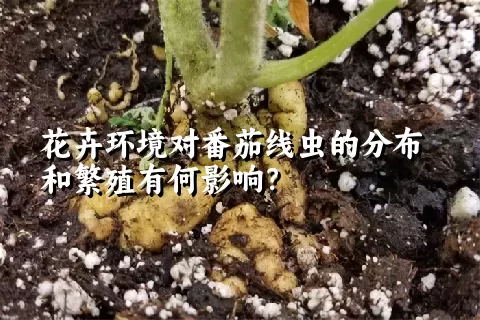 花卉环境对番茄线虫的分布和繁殖有何影响？